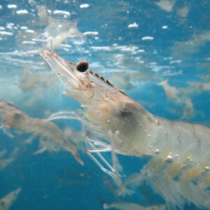 live-shrimp