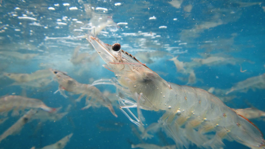 live-shrimp